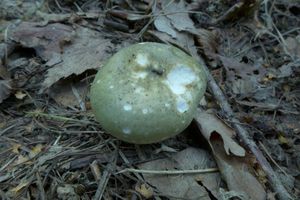 Klikni pro velký obrázek