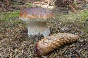 Klikni pro velký obrázek