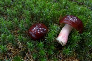 Klikni pro velký obrázek