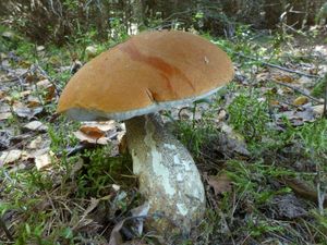 Klikni pro velký obrázek