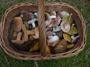 Klikni pro velký obrázek