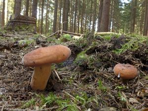 Klikni pro velký obrázek