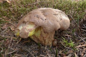 Klikni pro velký obrázek