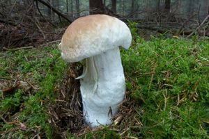 Klikni pro velký obrázek