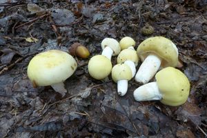 Klikni pro velký obrázek