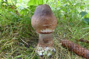 Klikni pro velký obrázek