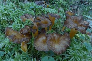 Klikni pro velký obrázek