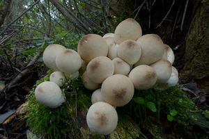 Klikni pro velký obrázek