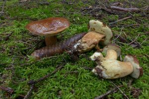 Klikni pro velký obrázek