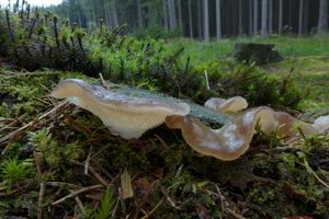 Klikni pro velký obrázek