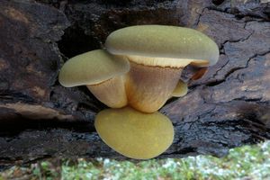 Klikni pro velký obrázek