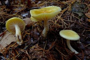 Klikni pro velký obrázek