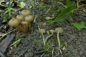 Závojenka olivaceotinctum - Entoloma olivaceotinctum Noordel.