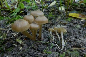 Závojenka olivaceotinctum - Entoloma olivaceotinctum Noordel.