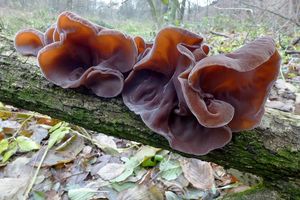 Klikni pro velký obrázek