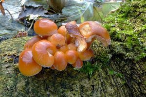 Klikni pro velký obrázek