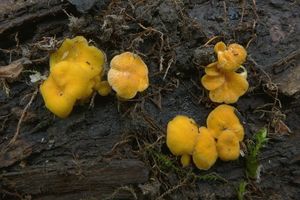 Klikni pro velký obrázek