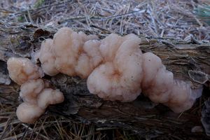 Klikni pro velký obrázek