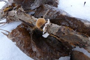 Klikni pro velký obrázek