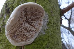 Klikni pro velký obrázek