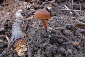 Klikni pro velký obrázek