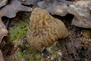 Klikni pro velký obrázek