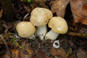 Klikni pro velký obrázek