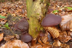 Klikni pro velký obrázek