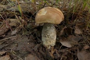 Klikni pro velký obrázek