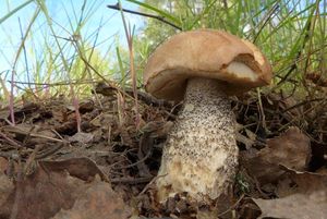 Klikni pro velký obrázek