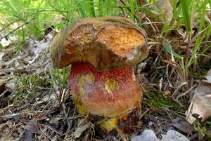 Klikni pro velký obrázek