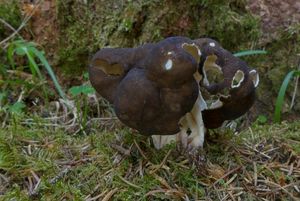 Ucháčovec šumavský - Gyromitra sphaerospora (Peck) Sacc.