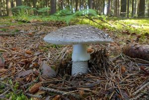 Klikni pro velký obrázek