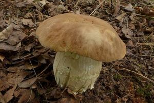 Hřib dubový - Boletus reticulatus Schaeff. 1774