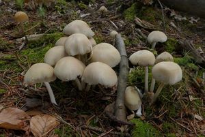 Křehutka Candolleova - Psathyrella candolleana