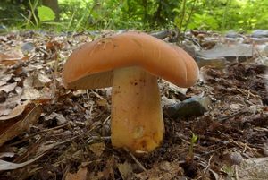 Ryzec syrovinka - Lactarius volemus (Fr.) Fr. 1838