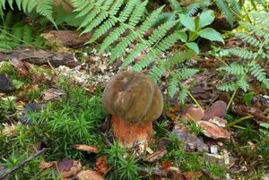 Klikni pro velký obrázek