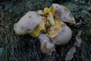 Klikni pro velký obrázek