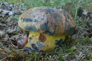 Klikni pro velký obrázek