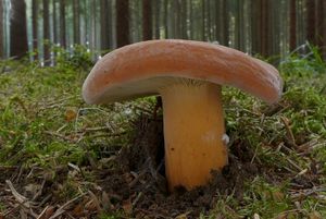 Klikni pro velký obrázek