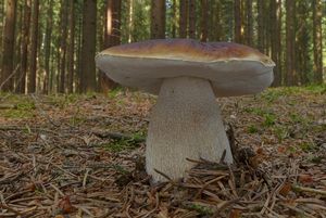 Klikni pro velký obrázek