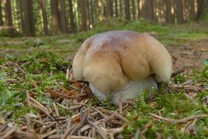 Klikni pro velký obrázek