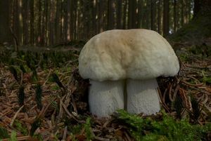 Klikni pro velký obrázek