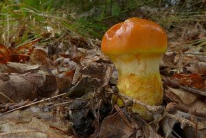 Klikni pro velký obrázek