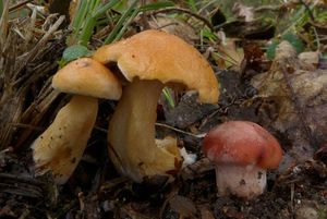 Klikni pro velký obrázek