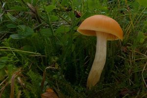 Klikni pro velký obrázek