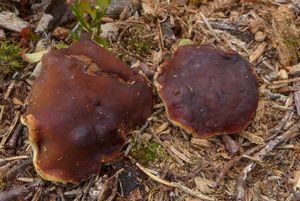 Klikni pro velký obrázek