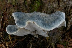 Klikni pro velký obrázek