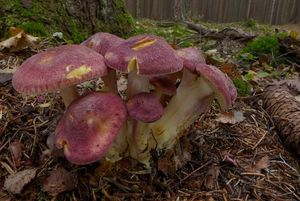 Klikni pro velký obrázek