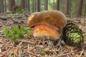 Klikni pro velký obrázek